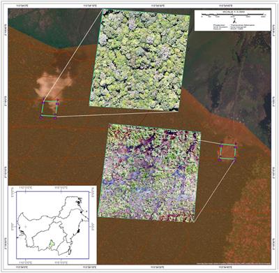 Assessing the impact of forest structure disturbances on the arboreal movement and energetics of orangutans—An agent-based modeling approach